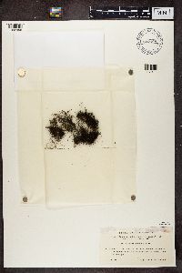 Bryoria furcellata image