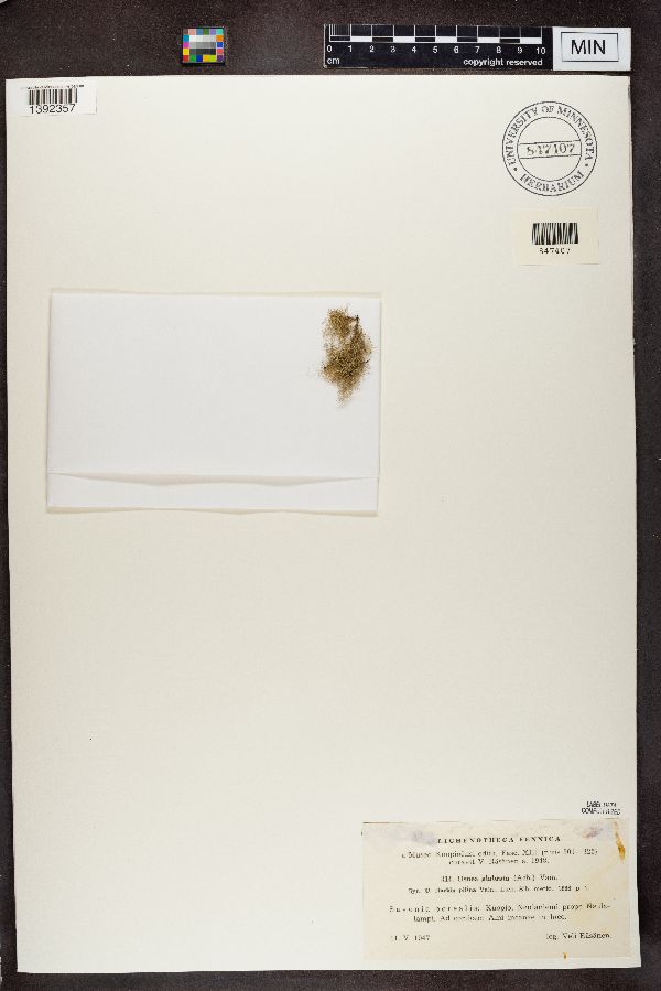 Usnea glabrata image