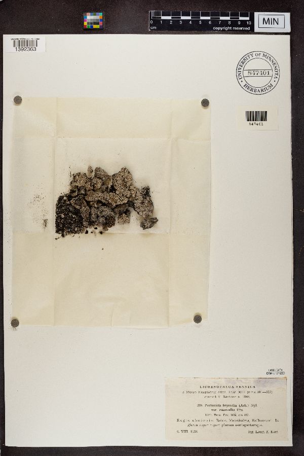 Pertusaria bryontha var. roseoalba image