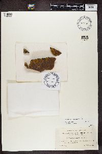 Image Associated With the Occurence