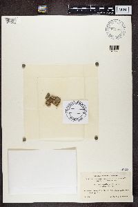 Buellia disciformis image