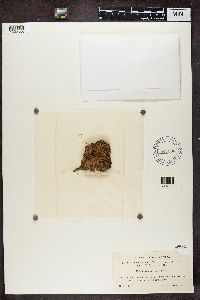 Solorina crocea image