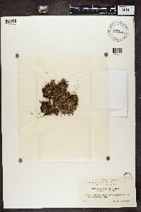 Peltigera rufescens image