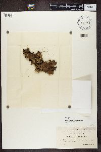 Peltigera praetextata image