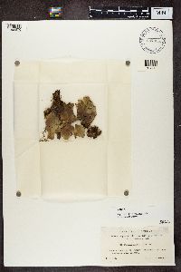 Peltigera malacea image