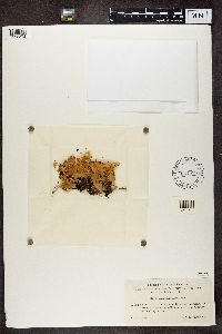 Lobaria pulmonaria image