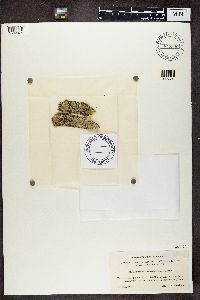 Thumbnail image of current specimen