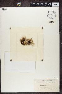 Cladonia squamosa image