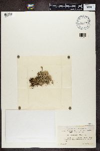 Cladonia turgida image