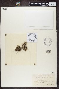 Cladonia chlorophaea image