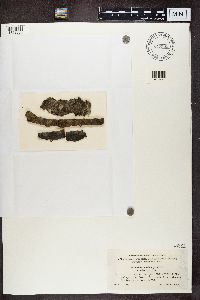 Bacidina inundata image