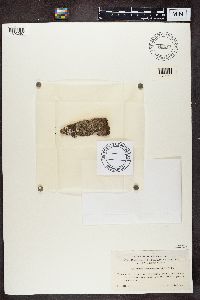 Biatora albofuscescens image