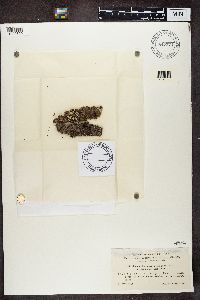 Lopadium disciforme image