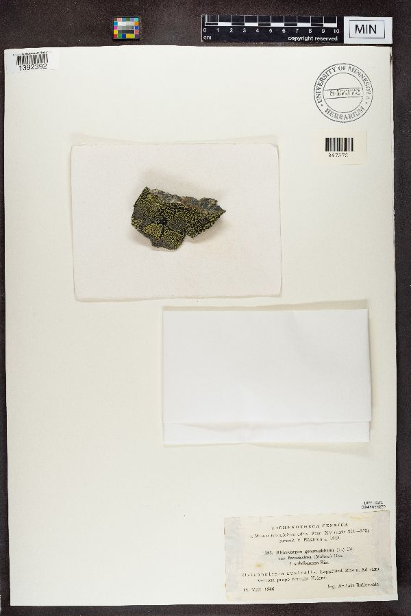 Rhizocarpon geographicum image