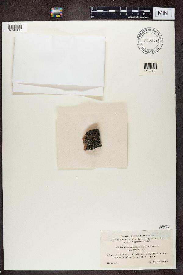 Rhizocarpon lecanorinum var. atlantica image