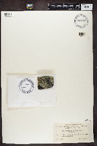 Thumbnail image of current specimen