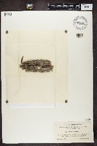 Calicium trabinellum image