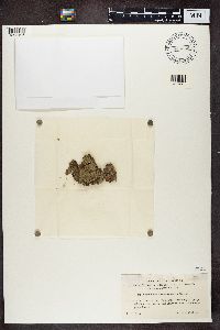 Chaenotheca stemonea image