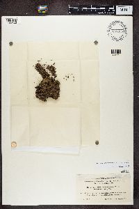 Dermatocarpon luridum image