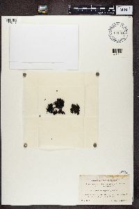 Gyrophora polyphylla image