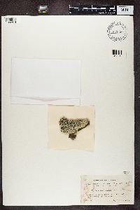 Parmeliopsis ambigua image