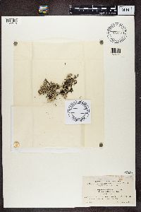 Hypogymnia physodes image