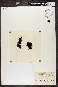 Pseudephebe pubescens image
