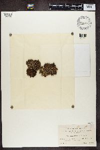 Tuckermanopsis chlorophylla image