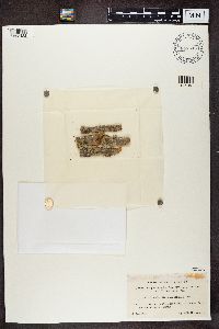 Ramalina dilacerata image