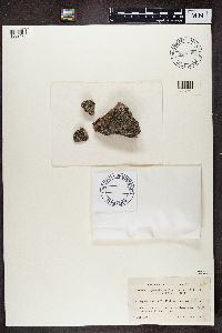 Aspicilia cinerea image