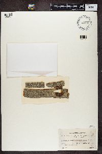 Buellia disciformis image