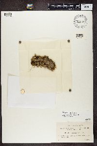 Peltigera didactyla image