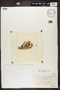Peltigera didactyla image