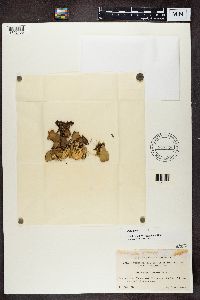 Peltigera scabrosa image