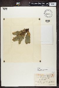 Peltigera malacea image