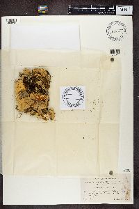 Nephroma arcticum image
