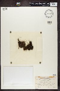 Protopannaria pezizoides image