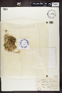 Cladonia uncialis image