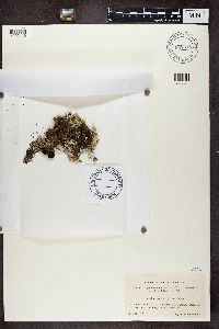 Cladonia furcata image