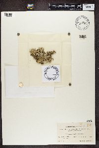 Cladonia turgida image