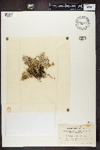 Cladonia turgida image