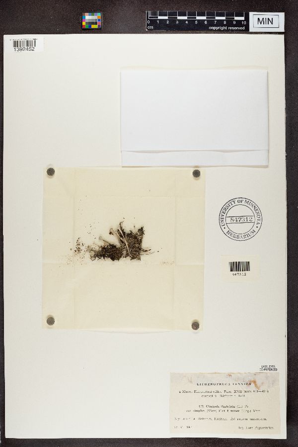 Cladonia fimbriata image