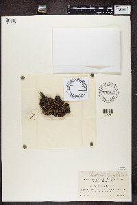 Psora decipiens image