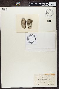 Mycoblastus sanguinarius image