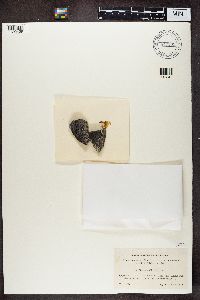 Fuscidea mollis image