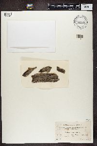 Biatora vernalis image