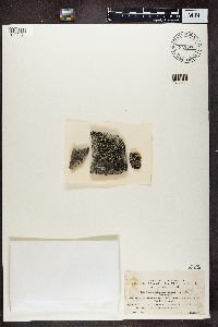 Rhizocarpon geographicum image