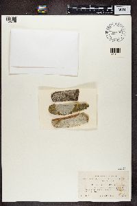 Phlyctis argena image