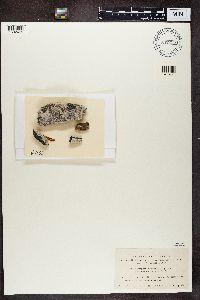 Acarospora glaucocarpa image