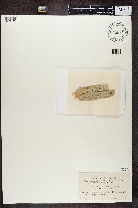 Chaenotheca trichialis image